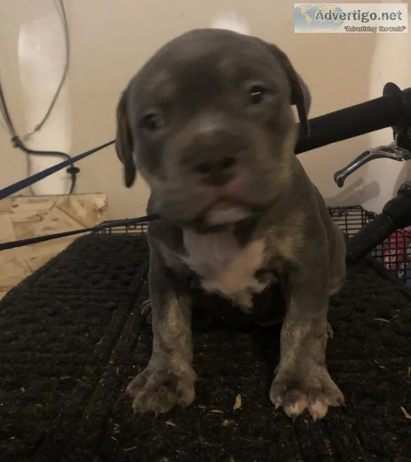 American Bully puppies