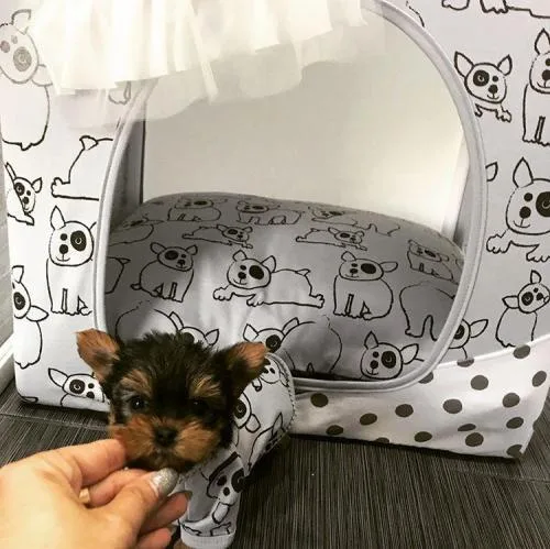 YORKIE    PUPPIES      FOR     REHOMING