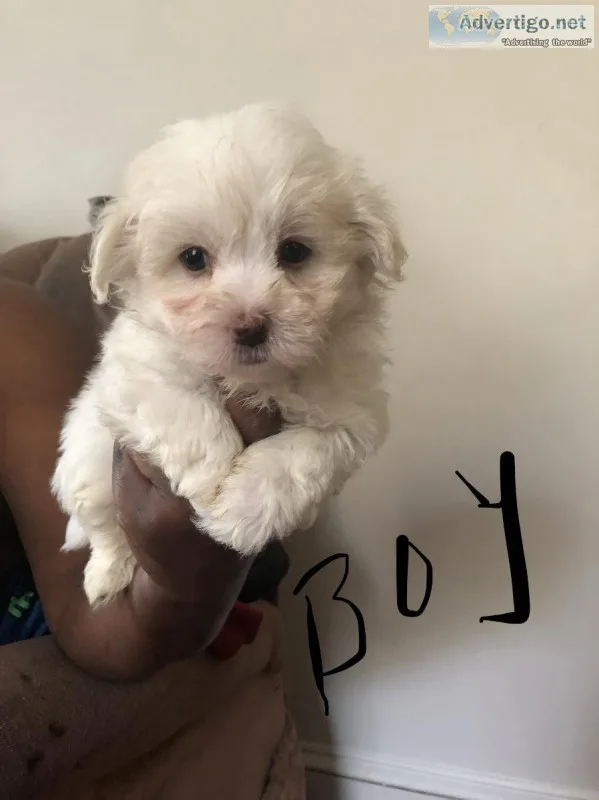 Maltese puppies