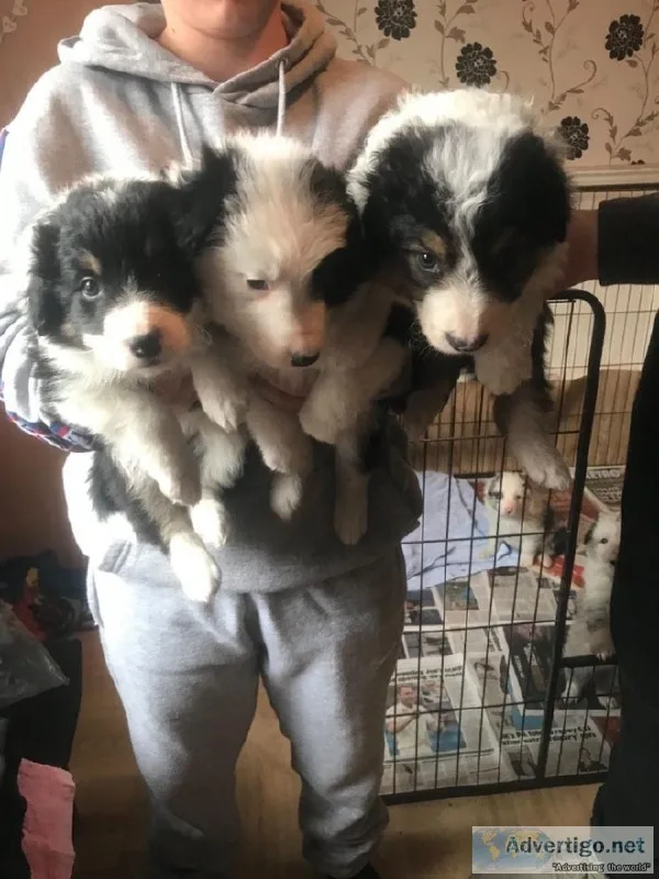 Lovely Border Collie Puppies