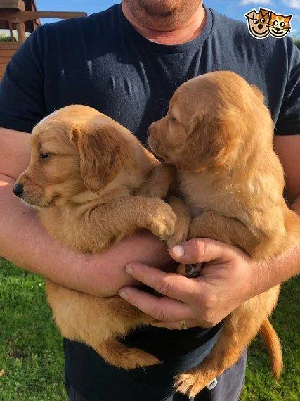 Golden Retriever Pups - Family Home Crate Train.