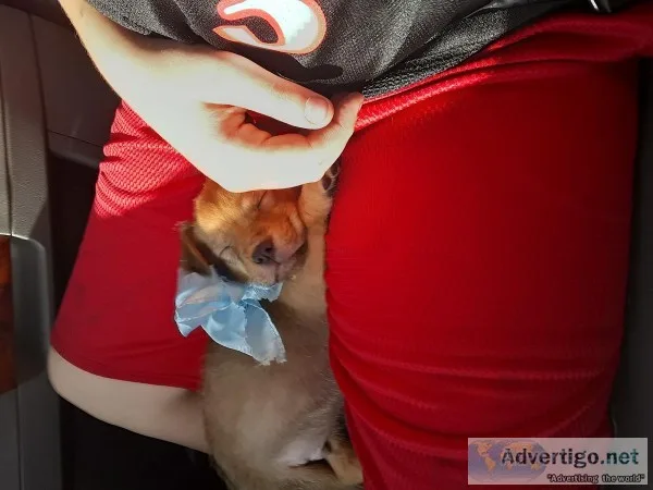 PomChi Male