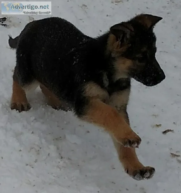 German Sheperd Dog