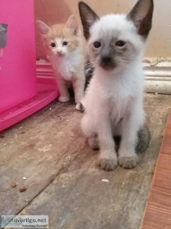 4 free kittens