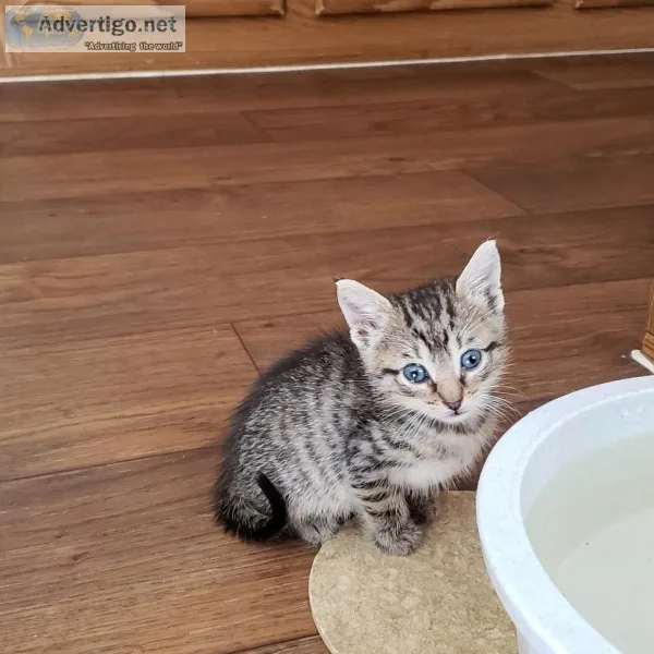 Kittens