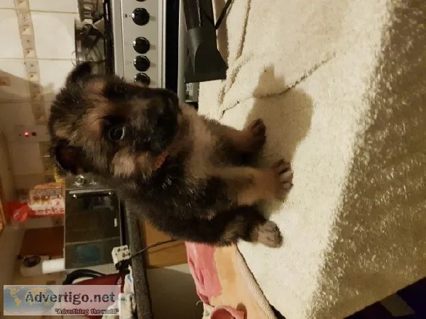 AKC Registered German Shepherd Puppy