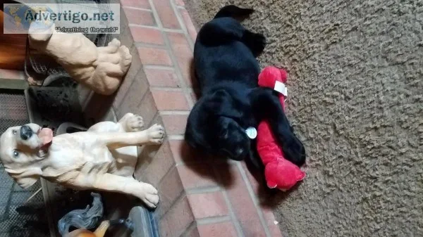 Akc lab pups