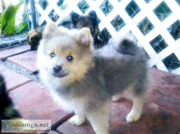 Pomeranian Puppies