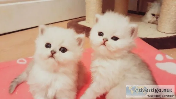 Playful Persian Kittens