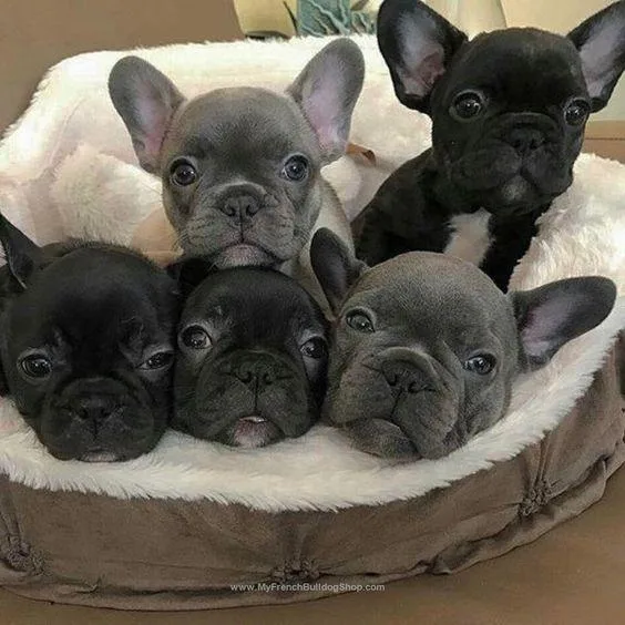 Marvelous French Bulldog puppies puppies