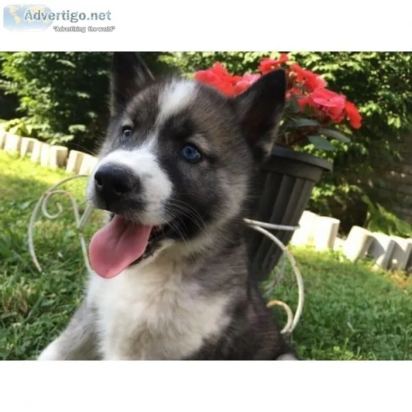 Ckc Siberian huskys