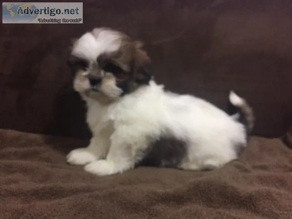 Shih Tzu puppies Males and Females