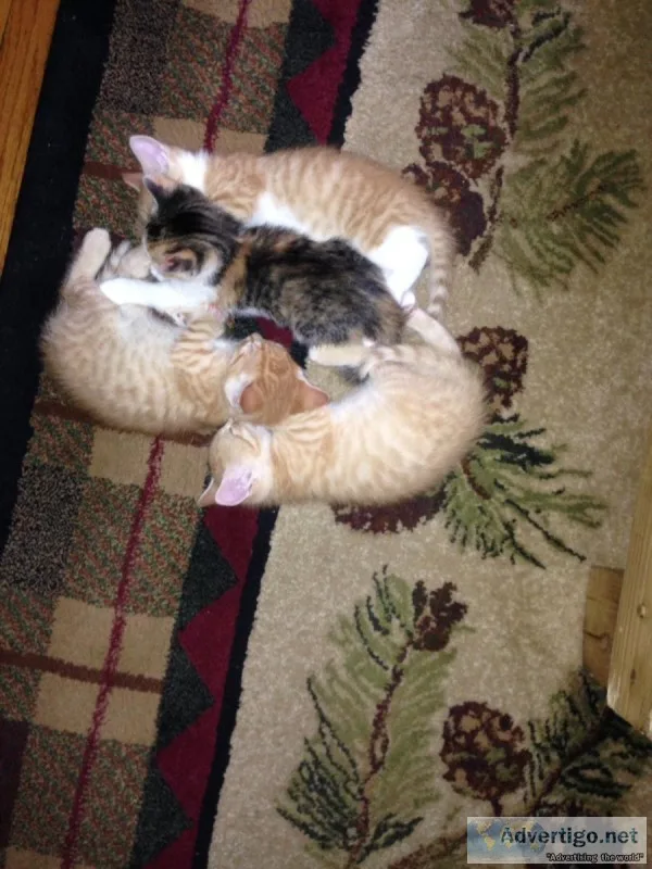 Free kittens