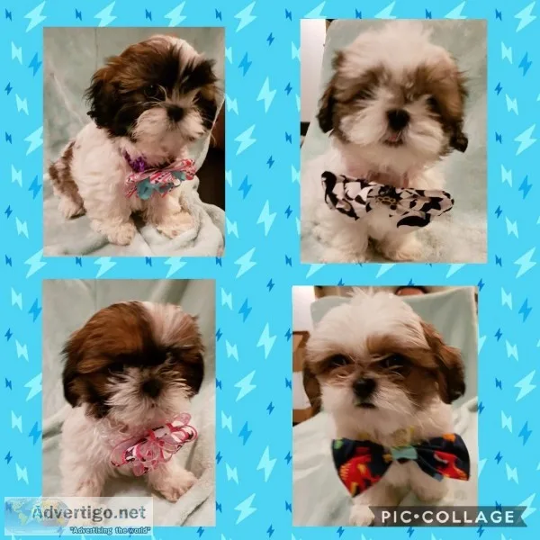 Shih tzu