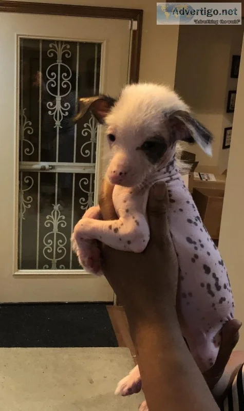 Chinese Crested puppies for sale