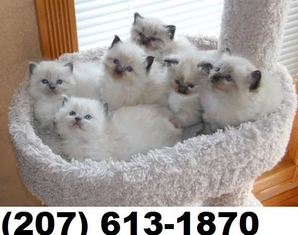 Ragdoll kittens 11 weeks old ....