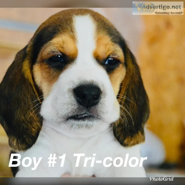 Tri-color Beagle Puppies