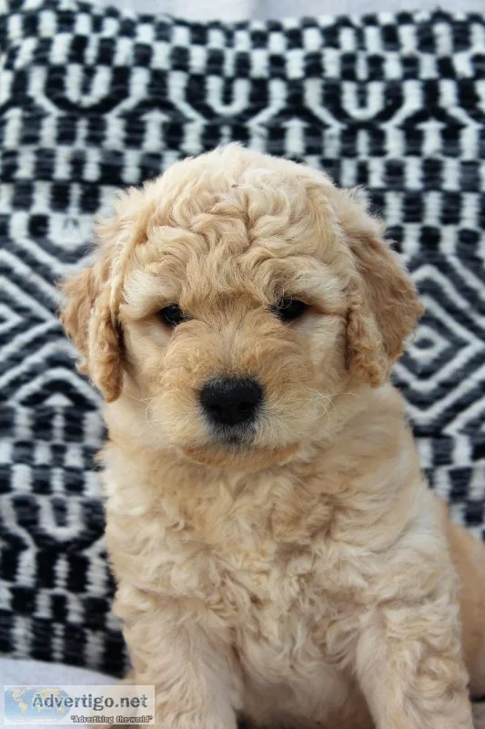 F1b Goldendoodle Puppy
