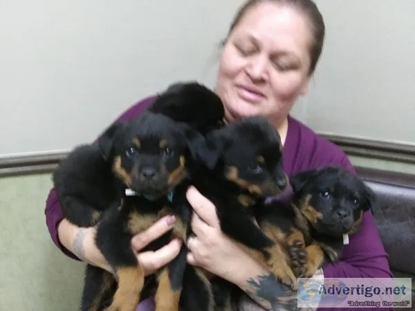 Rottweiler pups