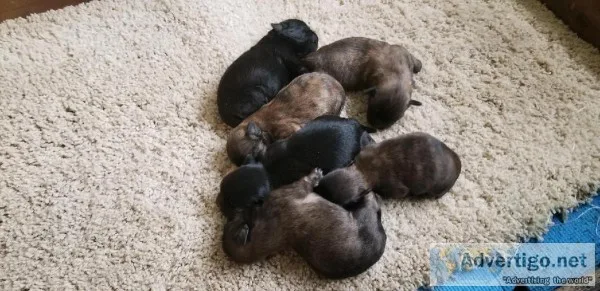 Shih Tzu Puppies