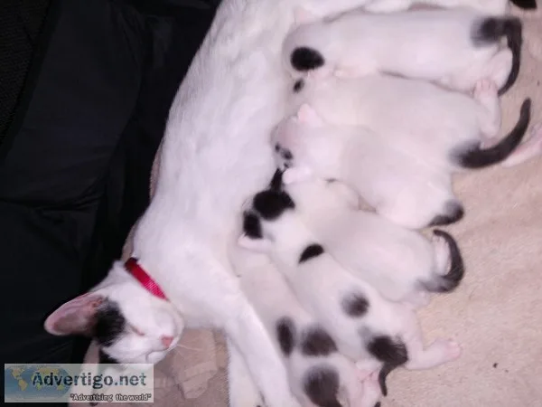 Kittens and Momma cat to good home.