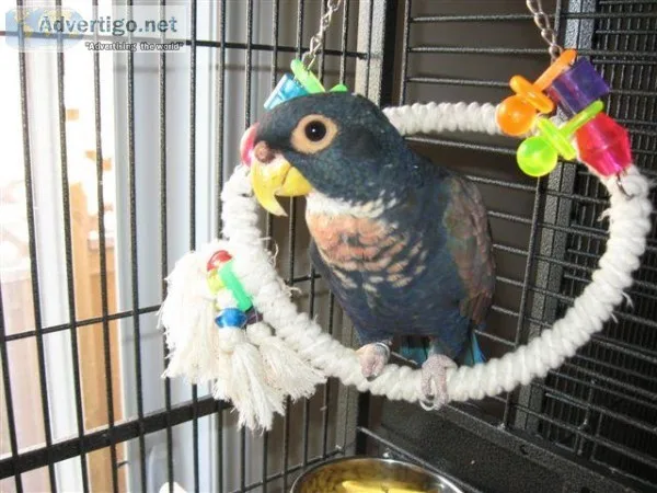 Bronze-Wing Pionus parrots For Sale