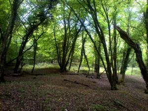 Tree Surveys and Arboriculture Service