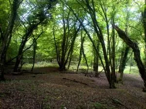 Tree Surveys and Arboriculture Service