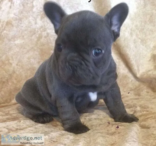 adorable Blue and Fawn French Bulldog puppies