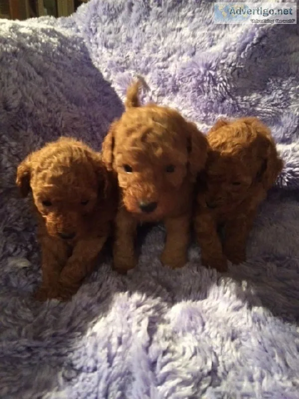 Charming Toy Poodle Puppies