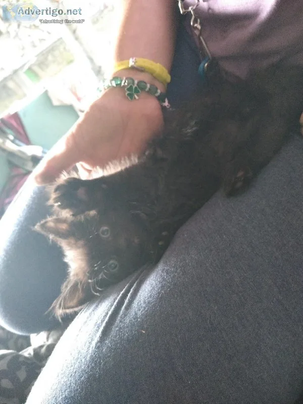 Kitten