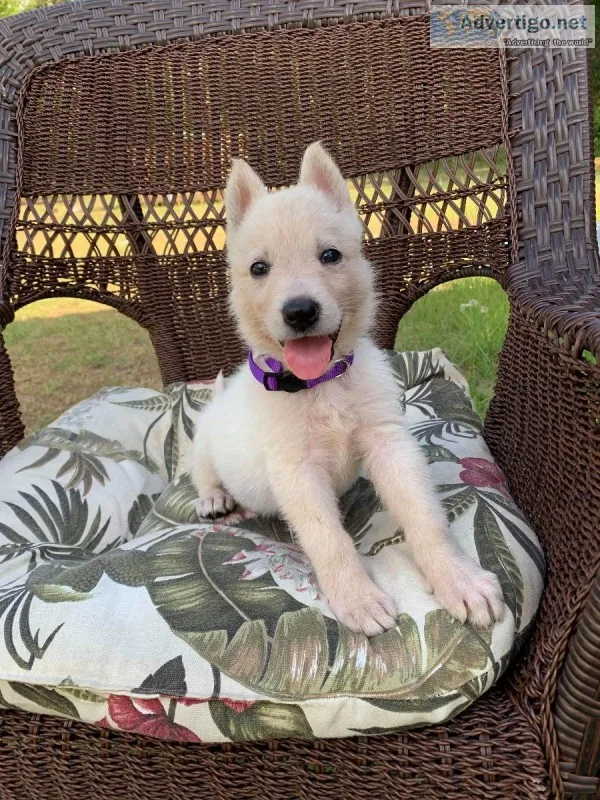 AKC White German Shepherd