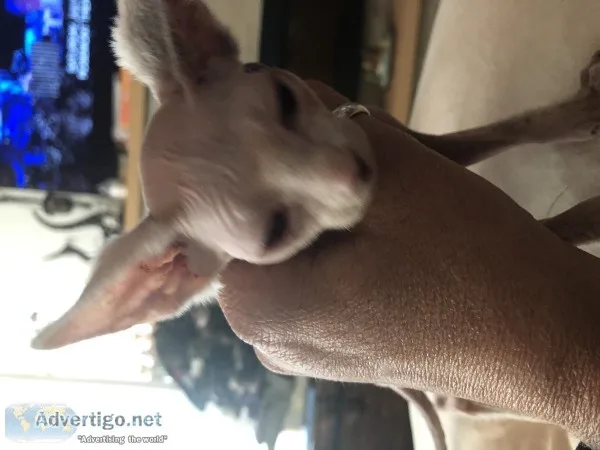 Sphynx kittens