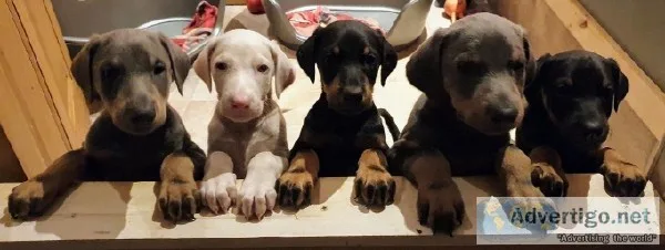 Gorgeous Doberman Puppies