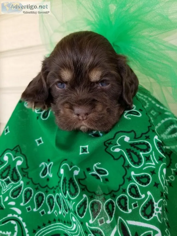 AKC Cocker Spaniel Champion Bloodline