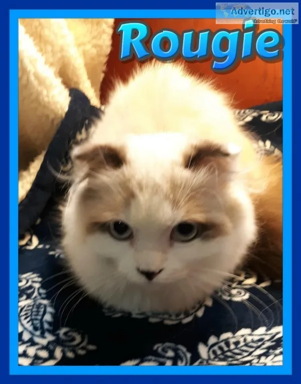 Rougie Male Scottish Kilt Mix