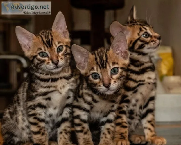 Lovely Bengal Kittens