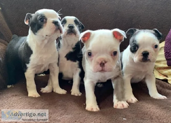 Cute Boston Terrier Puppies
