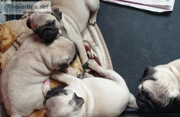 Top show  pug puppies Ready To Go.