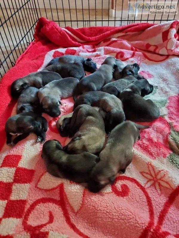 Turkish Kangal puppies