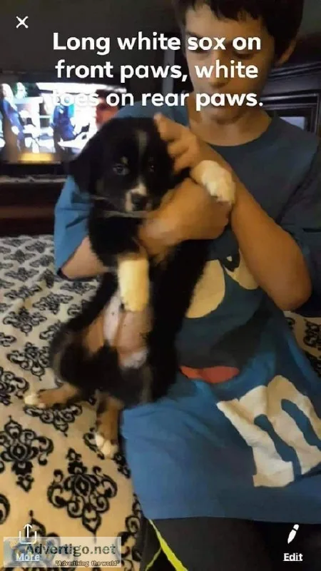 Austrailian Shepherd