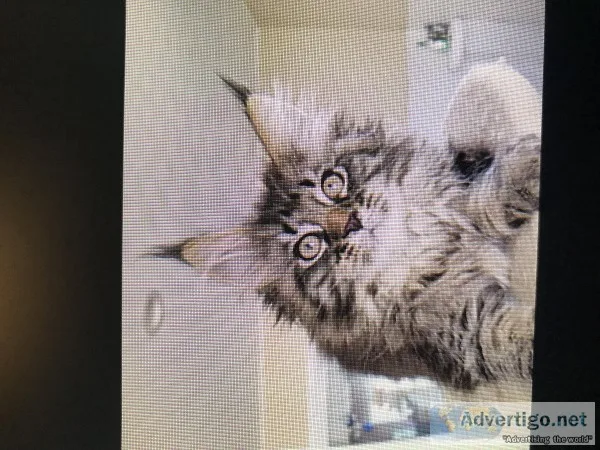 Male Main Coon kitten