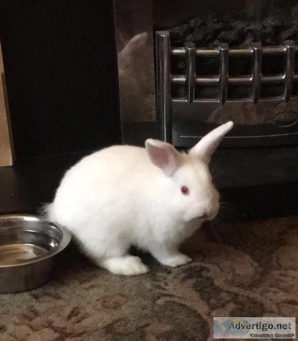 Netherland Dwarf