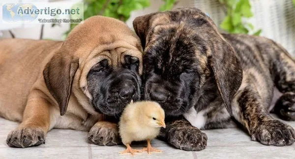Brave Mastiff puppies