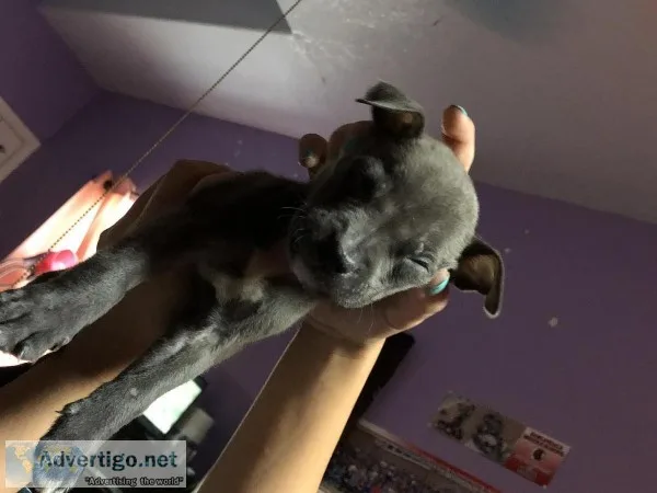 BLUE PITBULL PUPPIES 8 weeks