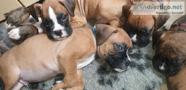Playful Boxer Puppies