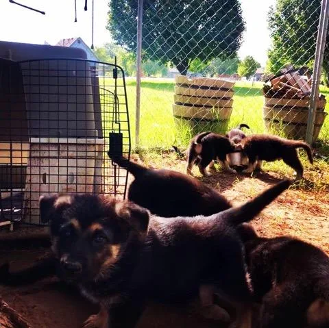 AKC GERMAN SHEPHERD PUPPIES