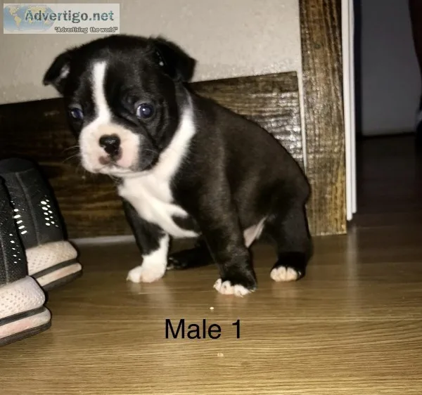 Boston Terrier Puppies