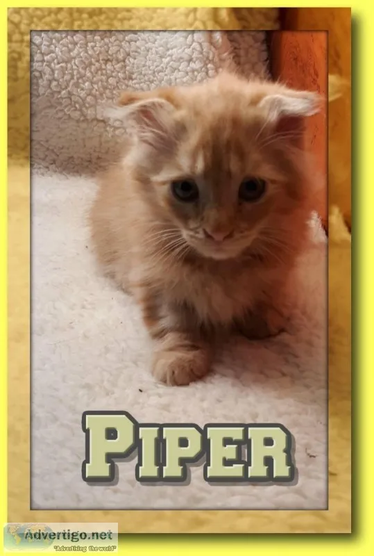 Piper Male Yellow Tiger Kitten