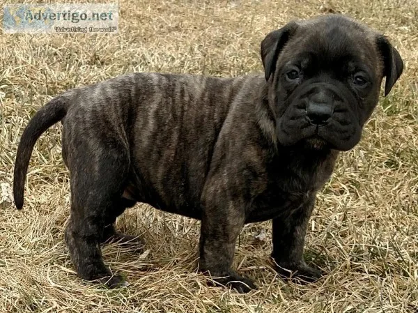 AKC bullmastiff pup